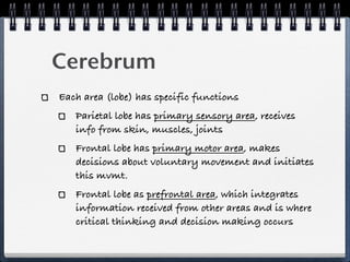 Cerebrum
Each area (lobe) has specific functions
   Parietal lobe has primary sensory area, receives
   info from skin, muscles, joints
   Frontal lobe has primary motor area, makes
   decisions about voluntary movement and initiates
   this mvmt.
   Frontal lobe as prefrontal area, which integrates
   information received from other areas and is where
   critical thinking and decision making occurs
 