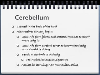 Cerebellum
Located in the back of the head
Also receives sensory input
   Uses info from joints and skeletal muscles to know
   where body is
   Uses info from cerebral cortex to know what body
   parts should be doing
   Sends motor info to the body
       Maintains balance and posture
   Assists in learning new mechanical skills
 