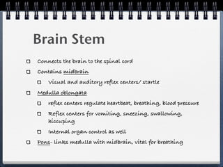 Brain Stem
Connects the brain to the spinal cord
Contains midbrain
    Visual and auditory reflex centers/ startle
Medulla oblongata
    reflex centers regulate heartbeat, breathing, blood pressure
    Reflex centers for vomiting, sneezing, swallowing,
    hiccuping
    Internal organ control as well
Pons- links medulla with midbrain, vital for breathing
 