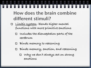 How does the brain combine
different stimuli?
Limbic system- blends higher mental
functions with more primitive emotions
  Includes the diencephalon parts of the
  cerebrum
  Binds memory to reasoning
  Binds memory, emotion, and reasoning
     Why we don’t always act on strong
     emotions
 