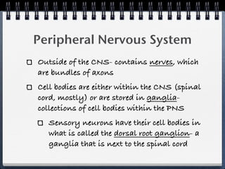 Peripheral Nervous System
Outside of the CNS- contains nerves, which
are bundles of axons
Cell bodies are either within the CNS (spinal
cord, mostly) or are stored in ganglia-
collections of cell bodies within the PNS
   Sensory neurons have their cell bodies in
   what is called the dorsal root ganglion- a
   ganglia that is next to the spinal cord
 