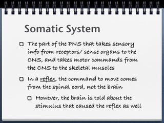 Somatic System
The part of the PNS that takes sensory
info from receptors/ sense organs to the
CNS, and takes motor commands from
the CNS to the skeletal muscles
In a reflex, the command to move comes
from the spinal cord, not the brain
  However, the brain is told about the
  stimulus that caused the reflex as well
 
