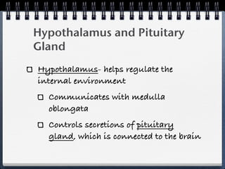 Hypothalamus and Pituitary
Gland
Hypothalamus- helps regulate the
internal environment
  Communicates with medulla
  oblongata
  Controls secretions of pituitary
  gland, which is connected to the brain
 