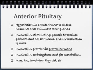 Anterior Pituitary
Hypothalamus causes the AP to release
hormones that stimulate other glands
Involved in stimulating gonads to produce
gametes and sex hormones, and in production
of milk
Involved in growth via growth hormone
Involved in carbohydrate and fat metabolism
More, too, involving thyroid, etc.
 