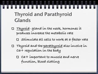 Thyroid and Parathyroid
Glands
Thyroid- gland in the neck, hormones it
produces increase the metabolic rate
  Stimulate all cells to work at a faster rate
Thyroid and the parathyroid also involve in
Ca+ regulation in the body
  Ca+ important to muscle and nerve
  function, blood clotting
 