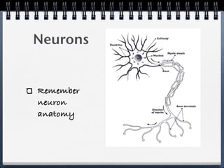 Neurons


Remember
neuron
anatomy
 