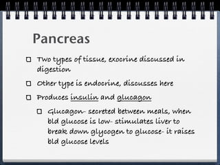 Pancreas
Two types of tissue, exocrine discussed in
digestion
Other type is endocrine, discusses here
Produces insulin and glucagon
   Glucagon- secreted between meals, when
   bld glucose is low- stimulates liver to
   break down glycogen to glucose- it raises
   bld glucose levels
 