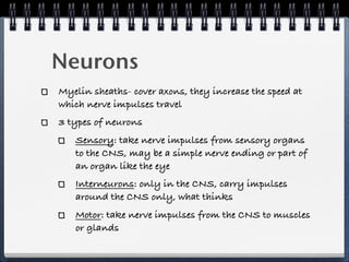 Neurons
Myelin sheaths- cover axons, they increase the speed at
which nerve impulses travel
3 types of neurons
   Sensory: take nerve impulses from sensory organs
   to the CNS, may be a simple nerve ending or part of
   an organ like the eye
   Interneurons: only in the CNS, carry impulses
   around the CNS only, what thinks
   Motor: take nerve impulses from the CNS to muscles
   or glands
 