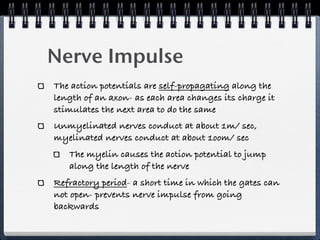 Nerve Impulse
The action potentials are self-propagating along the
length of an axon- as each area changes its charge it
stimulates the next area to do the same
Unmyelinated nerves conduct at about 1m/ sec,
myelinated nerves conduct at about 1oom/ sec
   The myelin causes the action potential to jump
   along the length of the nerve
Refractory period- a short time in which the gates can
not open- prevents nerve impulse from going
backwards
 