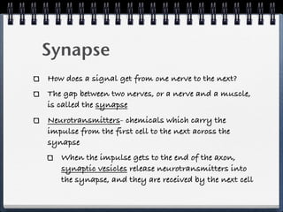 Synapse
How does a signal get from one nerve to the next?
The gap between two nerves, or a nerve and a muscle,
is called the synapse
Neurotransmitters- chemicals which carry the
impulse from the first cell to the next across the
synapse
   When the impulse gets to the end of the axon,
   synaptic vesicles release neurotransmitters into
   the synapse, and they are received by the next cell
 