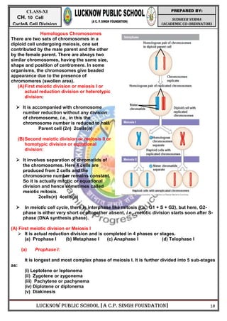 LUCKNOW PUBLIC SCHOOL [A C.P. SINGH FOUNDATION] 10
SUDHEER VERMA
(ACADEMIC CO-ORDINATOR)
PREPARED BY:
CLASS-XI
CH. 10 Cell
Cycle& Cell Division
Homologous Chromosomes
There are two sets of chromosomes in a
diploid cell undergoing meiosis, one set
contributed by the male parent and the other
by the female parent. There are always two
similar chromosomes, having the same size,
shape and position of centromere. In some
organisms, the chromosomes give beaded
appearance due to the presence of
chromomeres (swollen area).
(A)First meiotic division or meiosis I or
actual reduction division or heterotypic
division:
 It is accompanied with chromosome
number reduction without any division
of chromosome, i.e., in this the
chromosome number is reduced to half.
Parent cell (2n) 2cells(n)
(B)Second meiotic division or meiosis II or
homotypic division or equational
division:
 It involves separation of chromatids of
the chromosomes. Here 4 cells are
produced from 2 cells and the
chromosome number remains constant.
So it is actually mitotic or equational
division and hence sometimes called
meiotic mitosis.
2cells(n) 4cells(n)
 In meiotic cell cycle, there is interphase like mitosis (i.e., G1 + S + G2), but here, G2-
phase is either very short or altogether absent, i.e., meiotic division starts soon after S-
phase (DNA synthesis phase).
(A) First meiotic division or Meiosis I
 It is actual reduction division and is completed in 4 phases or stages.
(a) Prophase I (b) Metaphase I (c) Anaphase I (d) Telophase I
(a) Prophase I:
It is longest and most complex phase of meiosis I. It is further divided into 5 sub-stages
as:
(i) Leptotene or leptonema
(ii) Zygotene or zygonema
(iii) Pachytene or pachynema
(iv) Diplotene or diplonema
(v) Diakinesis
 