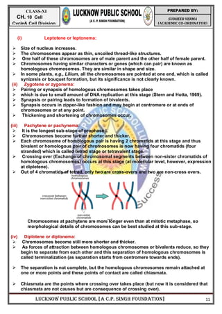 LUCKNOW PUBLIC SCHOOL [A C.P. SINGH FOUNDATION] 11
SUDHEER VERMA
(ACADEMIC CO-ORDINATOR)
PREPARED BY:
CLASS-XI
CH. 10 Cell
Cycle& Cell Division
(i) Leptotene or leptonema:
 Size of nucleus increases.
 The chromosomes appear as thin, uncoiled thread-like structures.
 One half of these chromosomes are of male parent and the other half of female parent.
 Chromosomes having similar characters or genes (which can pair) are known as
homologous chromosomes. They are similar in shape and size.
 In some plants, e.g., Lilium, all the chromosomes are pointed at one end, which is called
synizesis or bouquet formation, but its significance is not clearly known.
(ii) Zygotene or zygonema:
 Pairing or synapsis of homologous chromosomes takes place
 which is due to small amount of DNA replication at this stage (Stern and Hotta, 1969).
 Synapsis or pairing leads to formation of bivalents.
 Synapsis occurs in zipper-like fashion and may begin at centromere or at ends of
chromosomes or at any point.
 Thickening and shortening of chromosomes occur.
(iii) Pachytene or pachynema:
 It is the longest sub-stage of prophase I.
 Chromosomes become further shorter and thicker.
 Each chromosome of homologous pair is having 2 chromatids at this stage and thus
bivalent or homologous pair of chromosomes is now having four chromatids (four
stranded) which is called tetrad stage or tetravalent stage.
 Crossing over (Exchange of chromosomal segments between non-sister chromatids of
homologous chromosomes) occurs at this stage (at molecular level, however, expression
at diplotene).
 Out of 4 chromatids of tetrad, only two are cross-overs and two are non-cross overs.
Chromosomes at pachytene are more longer even than at mitotic metaphase, so
morphological details of chromosomes can be best studied at this sub-stage.
(iv) Diplotene or diplonema:
 Chromosomes become still more shorter and thicker.
 As forces of attraction between homologous chromosomes or bivalents reduce, so they
begin to separate from each other and this separation of homologous chromosomes is
called terminalization (as separation starts from centromere towards ends).
 The separation is not complete, but the homologous chromosomes remain attached at
one or more points and these points of contact are called chiasmata.
 Chiasmata are the points where crossing over takes place (but now it is considered that
chiasmata are not causes but are consequence of crossing over).
 