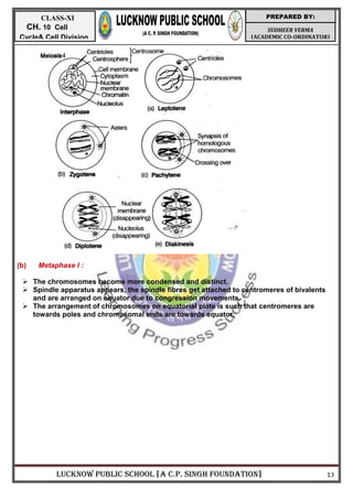 LUCKNOW PUBLIC SCHOOL [A C.P. SINGH FOUNDATION] 13
SUDHEER VERMA
(ACADEMIC CO-ORDINATOR)
PREPARED BY:
CLASS-XI
CH. 10 Cell
Cycle& Cell Division
(b) Metaphase I :
 The chromosomes become more condensed and distinct.
 Spindle apparatus appears, the spindle fibres get attached to centromeres of bivalents
and are arranged on equator due to congression movements.
 The arrangement of chromosomes on equatorial plate is such that centromeres are
towards poles and chromosomal ends are towards equator.
 