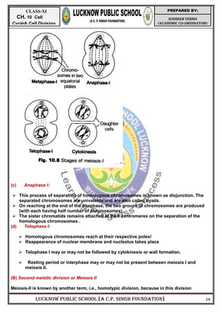 LUCKNOW PUBLIC SCHOOL [A C.P. SINGH FOUNDATION] 14
SUDHEER VERMA
(ACADEMIC CO-ORDINATOR)
PREPARED BY:
CLASS-XI
CH. 10 Cell
Cycle& Cell Division
(c) Anaphase I:
 This process of separation of homologous chromosomes is known as disjunction. The
separated chromosomes are univalents and are also called dyads.
 On reaching at the end of the anaphase, the two groups of chromosomes are produced
(with each having half number of chromosomes).
 The sister chromatids remains attached at their centromeres on the separation of the
homologous chromosomes .
(d) Telophase I:
 Homologous chromosomes reach at their respective poles!
 Reappearance of nuclear membrane and nucleolus takes place
 Telophase I may or may not be followed by cytokinesis or wall formation.
 Resting period or interphase may or may not be present between meiosis I and
meiosis II.
(B) Second meiotic division or Meiosis II
Meiosis-II is known by another term, i.e., homotypic division, because in this division
 