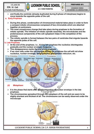 LUCKNOW PUBLIC SCHOOL [A C.P. SINGH FOUNDATION] 4
SUDHEER VERMA
(ACADEMIC CO-ORDINATOR)
PREPARED BY:
CLASS-XI
CH. 10 Cell
Cycle& Cell Division
 and finally the centriole (already duplicated during S-phase of interphase) begins to
move towards the opposite poles of the cell.
a. Early Prophase
 During this phase, condensation of chromosomal material takes place in order to form
a compact mitotic chromosomes composed of two chromatids which are attached
together at centromere.
 The most conspicuous change that take place during prophase is the formation of
mitotic spindle. The initiation of mitotic spindle assembly, the microtubules and the
proteinaceous components of the cell cytoplasm helps in the completion of the
process.
 The mitotic spindle is formed between the two pairs of centrioles that migrate towards
the opposite poles of the cell.
b. Late Prophase
 At the end of the prophase, i.e., during late prophase the nucleolus disintegrates
gradually and the nuclear envelope disappear.
 This disappearance marks the end of the prophase.
 If we view cells under the microscope, during the prophase the cell will not show
nucleolus, nuclear envelope, Golgi complex, endoplasmic reticulum, etc.
(ii) Metaphase:
 It is the phase that starts after the disintegration of nuclear envelope in the late
prophase.
 The chromosomes spreadout through the cytoplasm of the cell and are seem to be
slighly shortest and thickest of all. The chromosome can be easily observed under the
microscope
 