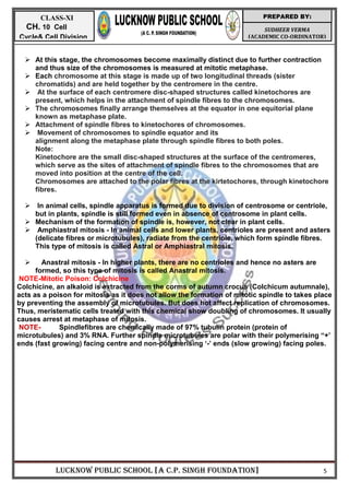 LUCKNOW PUBLIC SCHOOL [A C.P. SINGH FOUNDATION] 5
SUDHEER VERMA
(ACADEMIC CO-ORDINATOR)
PREPARED BY:
CLASS-XI
CH. 10 Cell
Cycle& Cell Division
 At this stage, the chromosomes become maximally distinct due to further contraction
and thus size of the chromosomes is measured at mitotic metaphase.
 Each chromosome at this stage is made up of two longitudinal threads (sister
chromatids) and are held together by the centromere in the centre.
 At the surface of each centromere disc-shaped structures called kinetochores are
present, which helps in the attachment of spindle fibres to the chromosomes.
 The chromosomes finally arrange themselves at the equator in one equitorial plane
known as metaphase plate.
 Attachment of spindle fibres to kinetochores of chromosomes.
 Movement of chromosomes to spindle equator and its
alignment along the metaphase plate through spindle fibres to both poles.
Note:
Kinetochore are the small disc-shaped structures at the surface of the centromeres,
which serve as the sites of attachment of spindle fibres to the chromosomes that are
moved into position at the centre of the cell.
Chromosomes are attached to the polar fibres at the kirtetochores, through kinetochore
fibres.
 In animal cells, spindle apparatus is formed due to division of centrosome or centriole,
but in plants, spindle is still formed even in absence of centrosome in plant cells.
 Mechanism of the formation of spindle is, however, not clear in plant cells.
 Amphiastral mitosis - In animal cells and lower plants, centrioles are present and asters
(delicate fibres or microtubules), radiate from the centriole, which form spindle fibres.
This type of mitosis is called Astral or Amphiastral mitosis.
 Anastral mitosis - In higher plants, there are no centrioles and hence no asters are
formed, so this type of mitosis is called Anastral mitosis.
NOTE-Mitotic Poison: Colchicine
Colchicine, an alkaloid is extracted from the corms of autumn crocus (Colchicum autumnale),
acts as a poison for mitosis as it does not allow the formation of mitotic spindle to takes place
by preventing the assembly of microtubules. But does hot affect replication of chromosomes.
Thus, meristematic cells treated with this chemical show doubling of chromosomes. It usually
causes arrest at metaphase of mitosis.
NOTE- Spindlefibres are chemically made of 97% tubulin protein (protein of
microtubules) and 3% RNA. Further spindle microtubules are polar with their polymerising ―+‘
ends (fast growing) facing centre and non-polymerising ‗-‘ ends (slow growing) facing poles.
 