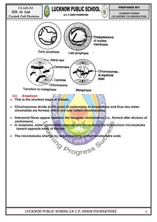 LUCKNOW PUBLIC SCHOOL [A C.P. SINGH FOUNDATION] 6
SUDHEER VERMA
(ACADEMIC CO-ORDINATOR)
PREPARED BY:
CLASS-XI
CH. 10 Cell
Cycle& Cell Division
(iii) Anaphase:
 This is the shortest stage of mitosis.
 Chromosomes divide at the point of centromere or kinetochore and thus two sister
chromatids are formed, which are now called chromosomes.
 Interzonal fibres appear between the daughter centromeres (i.e., formed after division of
centromere).
 In anaphase, sister chromatids separate and move along the kinetochore microtubules
toward opposite ends of the cell
 The microtubules shorten by depolymerizing at their kinetochore ends
 