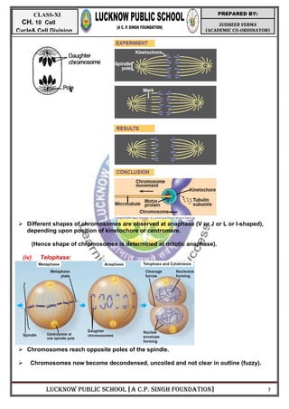 LUCKNOW PUBLIC SCHOOL [A C.P. SINGH FOUNDATION] 7
SUDHEER VERMA
(ACADEMIC CO-ORDINATOR)
PREPARED BY:
CLASS-XI
CH. 10 Cell
Cycle& Cell Division
 Different shapes of chromosomes are observed at anaphase (V or J or L or I-shaped),
depending upon position of kinetochore or centromere.
(Hence shape of chromosomes is determined at mitotic anaphase).
(iv) Telophase:
 Chromosomes reach opposite poles of the spindle.
 Chromosomes now become decondensed, uncoiled and not clear in outline (fuzzy).
 