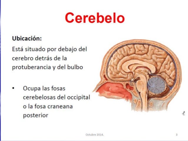 higado metabolismo Consejos y Guía