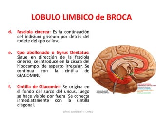 Cerebro: Anatomía | PPTX