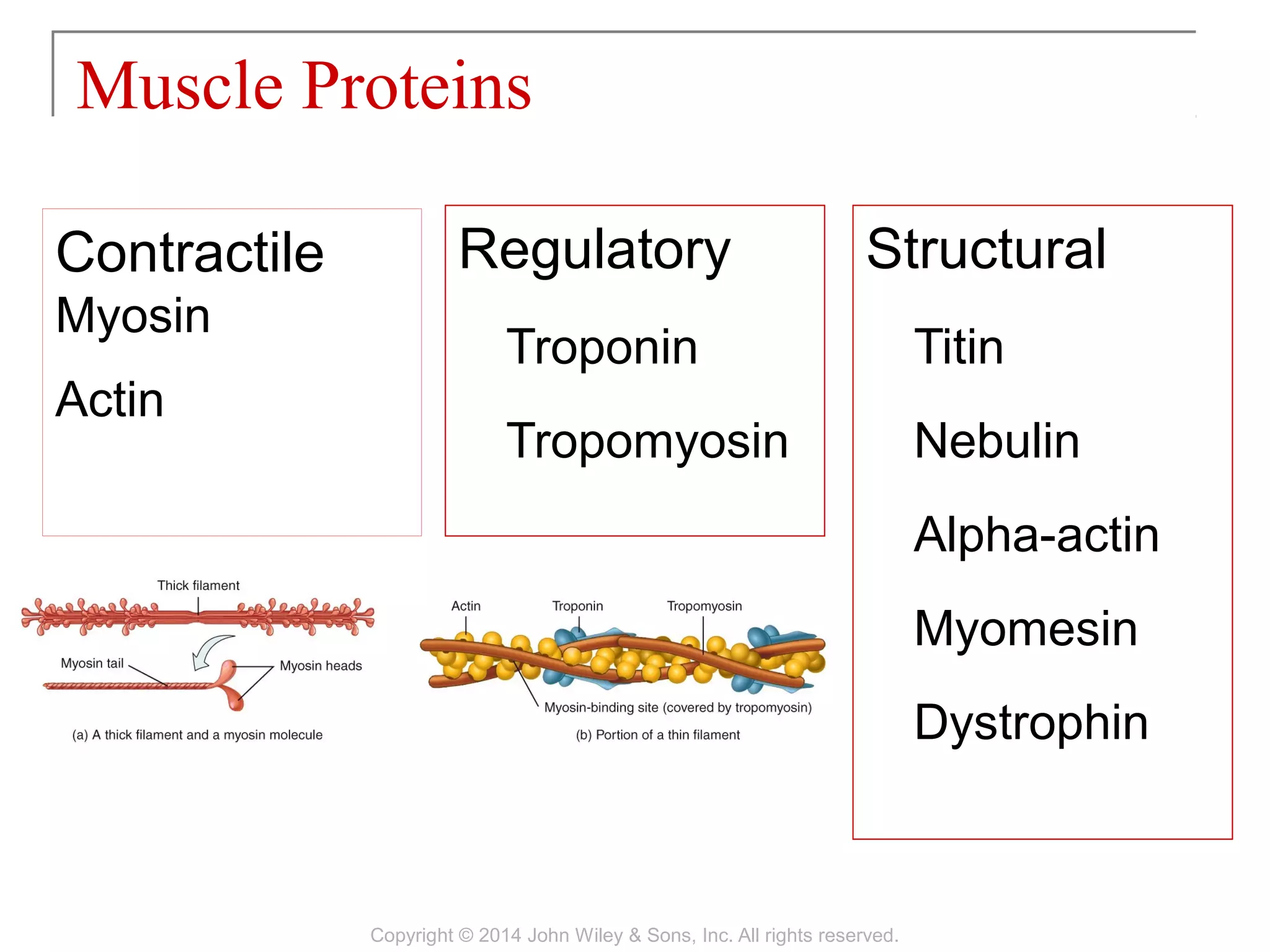 Chapter 10 anatomy and physologiy muscular tissues | PDF