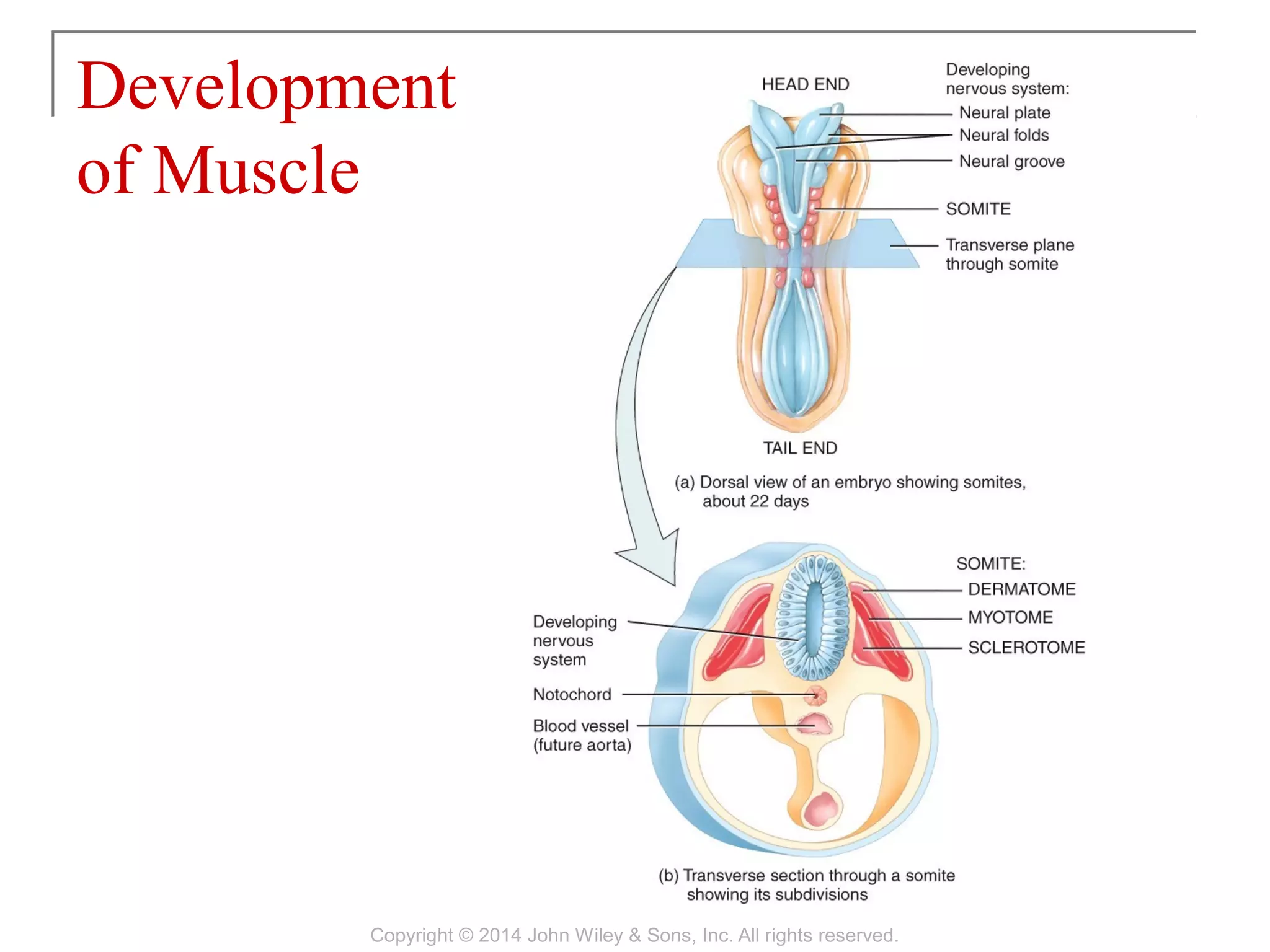 Chapter 10 anatomy and physologiy muscular tissues | PDF