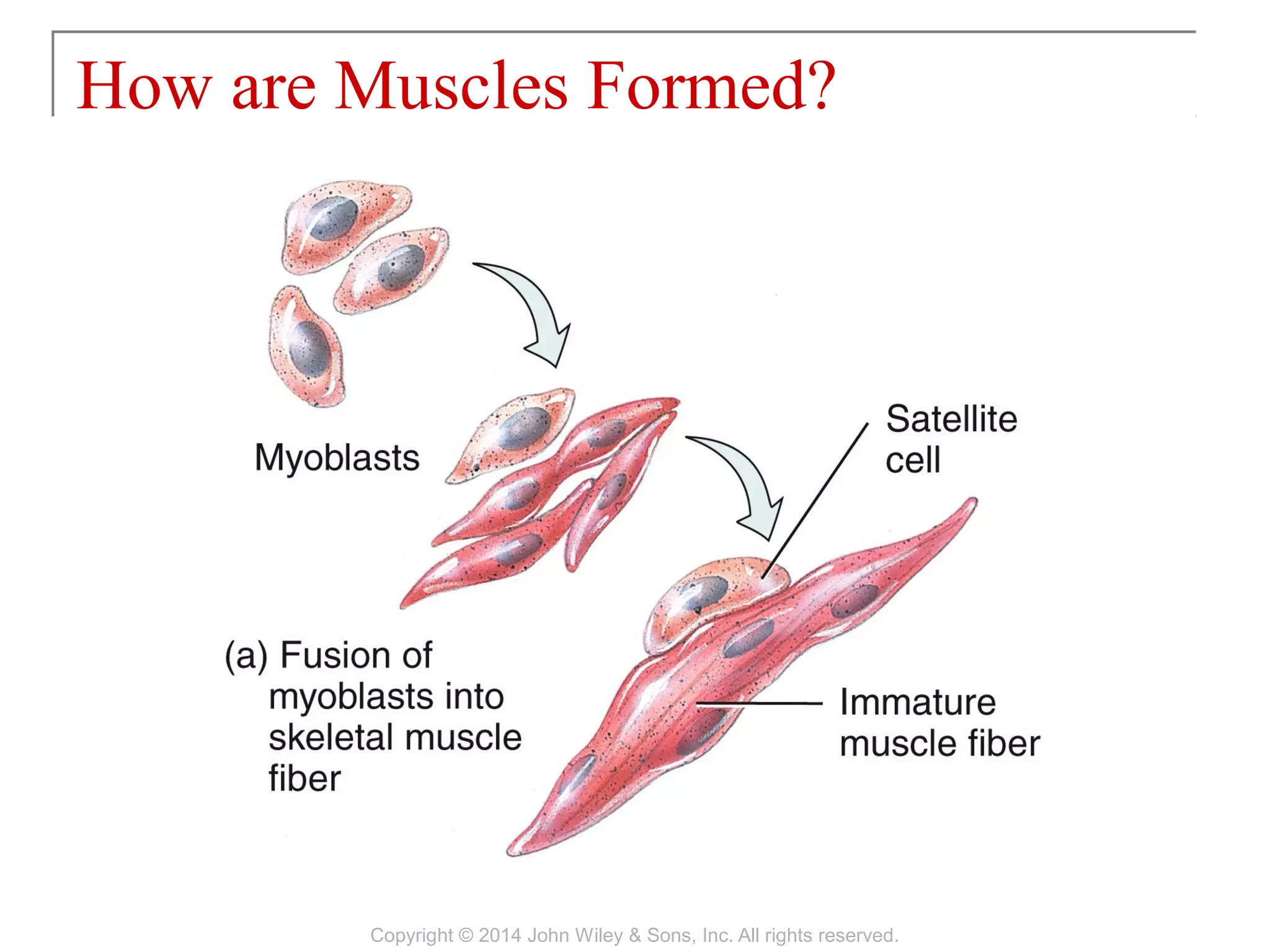 Chapter 10 anatomy and physologiy muscular tissues | PDF
