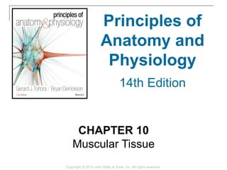 CHAPTER 10
Muscular Tissue
Copyright © 2014 John Wiley & Sons, Inc. All rights reserved.
Principles of
Anatomy and
Physiology
14th Edition
 