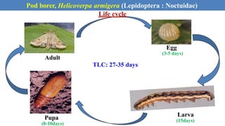 Life cycle
Egg
(3-5 days)
Larva
(15days)
Pupa
(8-10days)
Adult
TLC: 27-35 days
Pod borer, Helicoverpa armigera (Lepidoptera : Noctuidae)
 