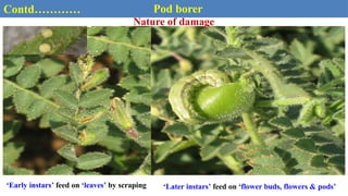 ‘Later instars’ feed on ‘flower buds, flowers & pods’
Contd………… Pod borer
Nature of damage
‘Early instars’ feed on ‘leaves’ by scraping
 