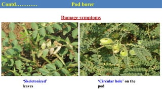 Damage symptoms
Contd………… Pod borer
‘Circular hole’ on the
pod
‘Skeletonized’
leaves
 