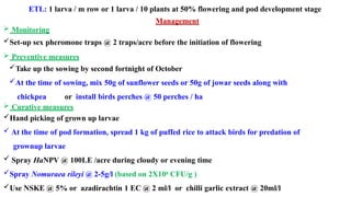 ETL: 1 larva / m row or 1 larva / 10 plants at 50% flowering and pod development stage
Management
 Monitoring
Set-up sex pheromone traps @ 2 traps/acre before the initiation of flowering
 Preventive measures
Take up the sowing by second fortnight of October
At the time of sowing, mix 50g of sunflower seeds or 50g of jowar seeds along with
chickpea or install birds perches @ 50 perches / ha
 Curative measures
Hand picking of grown up larvae
 At the time of pod formation, spread 1 kg of puffed rice to attack birds for predation of
grownup larvae
 Spray HaNPV @ 100LE /acre during cloudy or evening time
Spray Nomuraea rileyi @ 2-5g/l (based on 2X108 CFU/g )
Use NSKE @ 5% or azadirachtin 1 EC @ 2 ml/l or chilli garlic extract @ 20ml/l
 