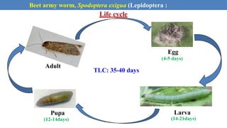 Adult
Life cycle
Egg
(4-5 days)
Larva
(14-21days)
Pupa
(12-14days)
TLC: 35-40 days
Beet army worm, Spodoptera exigua (Lepidoptera :
Noctuidae)
 