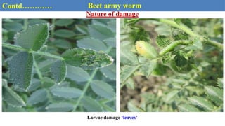 Contd………… Beet army worm
Nature of damage
Larvae damage ‘leaves’
 