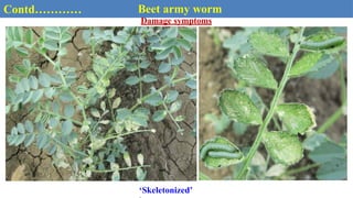 Contd………… Beet army worm
Damage symptoms
‘Skeletonized’
 