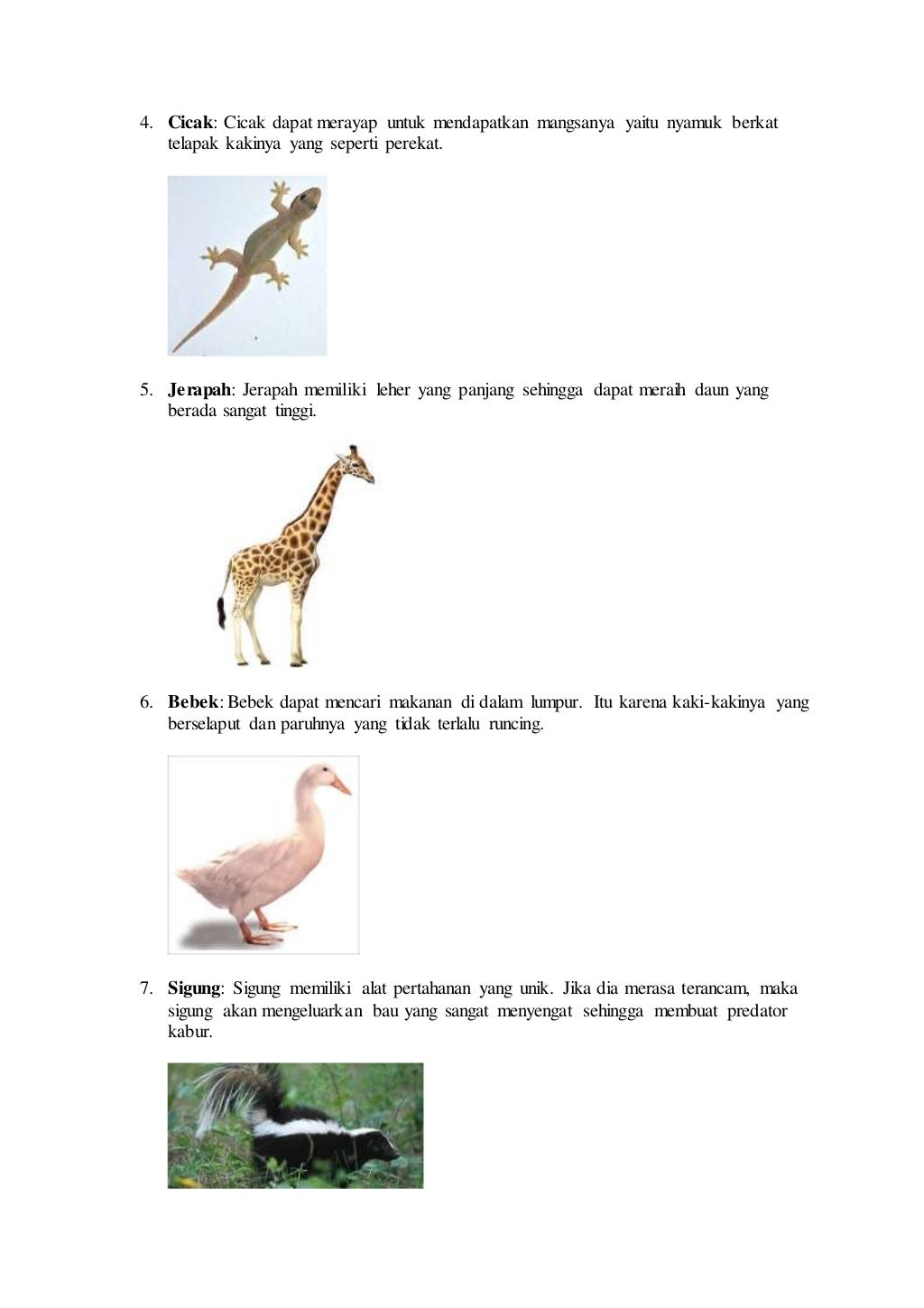 Ciri Khusus Hewan Homecare24