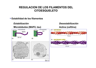 REGULACION DE LOS FILAMENTOS DEL
CITOESQUELETO
Estabilidad de los filamentos
Microtúbulos (MAP2, tau) Actina (cofilina)
Estabilización Desestabilización
 