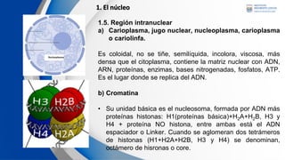 10 CLASE, procesos en el nuchleo celular.pdf