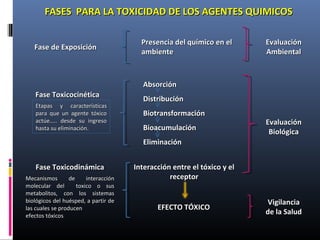 FASES PARA LA TOXICIDAD DE LOS AGENTES QUIMICOSFASES PARA LA TOXICIDAD DE LOS AGENTES QUIMICOS
Fase de ExposiciónFase de Exposición
Fase ToxicocinéticaFase Toxicocinética
Fase ToxicodinámicaFase Toxicodinámica
AbsorciónAbsorción
DistribuciónDistribución
BiotransformaciónBiotransformación
BioacumulaciónBioacumulación
EliminaciónEliminación
Presencia del químico en elPresencia del químico en el
ambienteambiente
Interacción entre el tóxico y elInteracción entre el tóxico y el
receptorreceptor
EFECTO TÓXICOEFECTO TÓXICO
EvaluaciónEvaluación
AmbientalAmbiental
EvaluaciónEvaluación
BiológicaBiológica
VigilanciaVigilancia
de la Saludde la Salud
Etapas y característicasEtapas y características
para que un agente tóxicopara que un agente tóxico
actúe….. desde su ingresoactúe….. desde su ingreso
hasta su eliminación.hasta su eliminación.
Mecanismos de interacciónMecanismos de interacción
molecular del toxico o susmolecular del toxico o sus
metabolitos, con los sistemasmetabolitos, con los sistemas
biológicos del huésped, a partir debiológicos del huésped, a partir de
las cuales se producenlas cuales se producen
efectos tóxicosefectos tóxicos
 