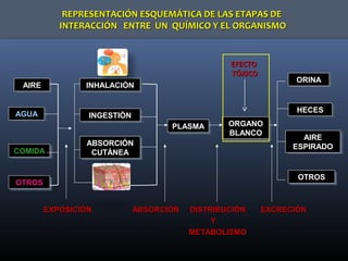 REPRESENTACIÓN ESQUEMÁTICA DE LAS ETAPAS DEREPRESENTACIÓN ESQUEMÁTICA DE LAS ETAPAS DE
INTERACCIÓN ENTRE UN QUÍMICO Y EL ORGANISMOINTERACCIÓN ENTRE UN QUÍMICO Y EL ORGANISMO
REPRESENTACIÓN ESQUEMÁTICA DE LAS ETAPAS DEREPRESENTACIÓN ESQUEMÁTICA DE LAS ETAPAS DE
INTERACCIÓN ENTRE UN QUÍMICO Y EL ORGANISMOINTERACCIÓN ENTRE UN QUÍMICO Y EL ORGANISMO
AIREAIREAIREAIRE
AGUAAGUAAGUAAGUA
COMIDACOMIDACOMIDACOMIDA
OTROSOTROSOTROSOTROS
INHALACIÓNINHALACIÓNINHALACIÓNINHALACIÓN
INGESTIÓNINGESTIÓNINGESTIÓNINGESTIÓN
ABSORCIÓNABSORCIÓN
CUTÁNEACUTÁNEA
ABSORCIÓNABSORCIÓN
CUTÁNEACUTÁNEA
PLASMAPLASMAPLASMAPLASMA ORGANOORGANO
BLANCOBLANCO
ORGANOORGANO
BLANCOBLANCO
ORINAORINAORINAORINA
HECESHECESHECESHECES
AIREAIRE
ESPIRADOESPIRADO
AIREAIRE
ESPIRADOESPIRADO
OTROSOTROSOTROSOTROS
EXPOSICIÓN ABSORCIÓN DISTRIBUCIÓN EXCRECIÓNEXPOSICIÓN ABSORCIÓN DISTRIBUCIÓN EXCRECIÓN
YY
METABOLISMOMETABOLISMO
EFECTOEFECTO
TÓXICOTÓXICO
 