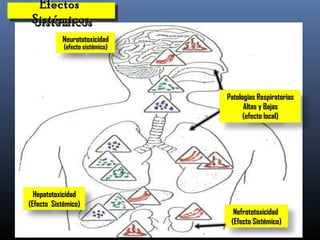 EfectosEfectos
SistémicosSistémicos
EfectosEfectos
SistémicosSistémicos
HepatotoxicidadHepatotoxicidad
(Efecto Sistémico)(Efecto Sistémico)
NeurototoxicidadNeurototoxicidad
(efecto sistémico)(efecto sistémico)
NefrototoxicidadNefrototoxicidad
(Efecto Sistémico)(Efecto Sistémico)
Patologías RespiratoriasPatologías Respiratorias
Altas y BajasAltas y Bajas
(efecto local)(efecto local)
 