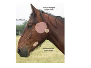 10 Clinical Examination Lymph Nodes Pdf