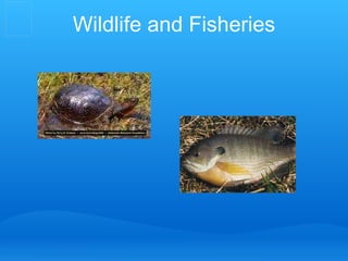 Wildlife and Fisheries 