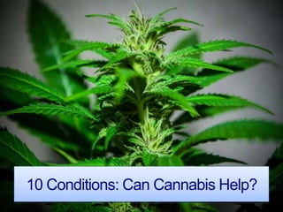 10 Conditions: Can Cannabis Help?
 