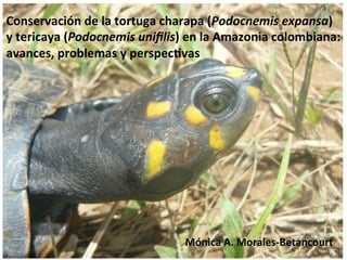 Conservación	
  de	
  la	
  tortuga	
  charapa	
  (Podocnemis	
  expansa)	
  	
  
y	
  tericaya	
  (Podocnemis	
  uniﬁlis)	
  en	
  la	
  Amazonia	
  colombiana:	
  	
  
avances,	
  problemas	
  y	
  perspec=vas	
  	
  




                                             Mónica	
  A.	
  Morales-­‐Betancourt	
  
 
