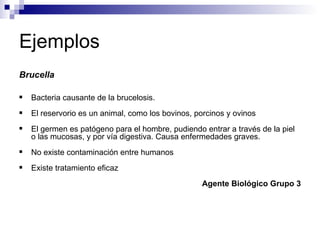 Ejemplos
Brucella
 Bacteria causante de la brucelosis.
 El reservorio es un animal, como los bovinos, porcinos y ovinos
 El germen es patógeno para el hombre, pudiendo entrar a través de la piel
o las mucosas, y por vía digestiva. Causa enfermedades graves.
 No existe contaminación entre humanos
 Existe tratamiento eficaz
Agente Biológico Grupo 3
 