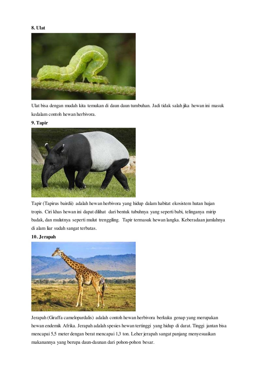  10  contoh hewan  herbivora  lengkap dengan gambar beserta 