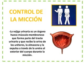 -La vejiga urinaria es un órgano
hueco músculo-membranoso
que forma parte del tracto
urinario y que recibe la orina de
los uréteres, la almacena y la
expulsa a través de la uretra al
exterior del cuerpo durante la
micción.
CONTROL DE
LA MICCIÓN
 