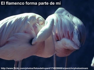 http://www.flickr.com/photos/fotosdelrupert/174928866/sizes/z/in/photostream / El flamenco forma parte de mí 
