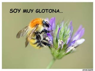SOY MUY GLOTONA…
 